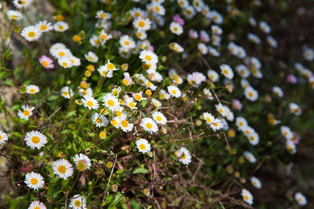 קינגסברידג' Glebe Farm B&B מראה חיצוני תמונה
